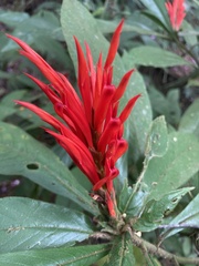 Acanthoideae