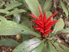 Acanthoideae