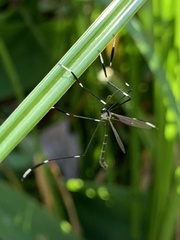Bittacomorpha clavipes