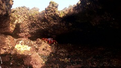 Grapsus adscensionis