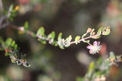 Lithomyrtus microphylla