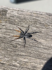 Nyssus coloripes