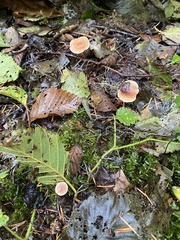 Naucoria escharioides