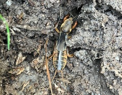 Gryllotalpa australis