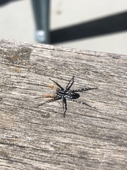 Nyssus coloripes