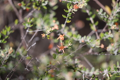 Lithomyrtus microphylla