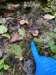 Naucoria escharioides