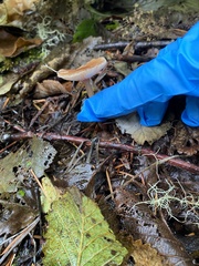 Naucoria escharioides