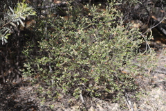 Lithomyrtus microphylla