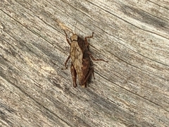Tettigidea