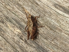 Tettigidea