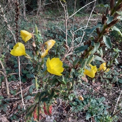 Oenothera glazioviana
