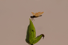 Perithemis icteroptera