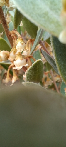 Image of Euclea polyandra by (c) Adele SL, some rights reserved (CC BY)