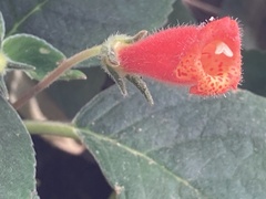 Kohleria