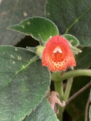 Kohleria