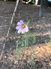 Cosmos bipinnatus