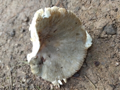 Russula parazurea