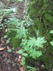 Aconitum noveboracense