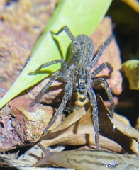 Mituliodon tarantulinus