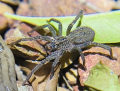 Mituliodon tarantulinus