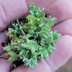 Cladonia turgida