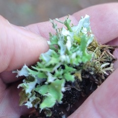 Cladonia turgida