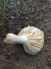 Russula parazurea