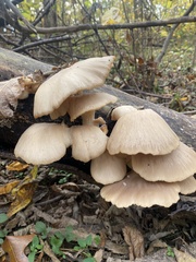 Pleurotus ostreatus