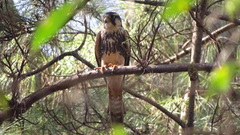 Falco femoralis