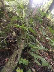 Aconitum noveboracense
