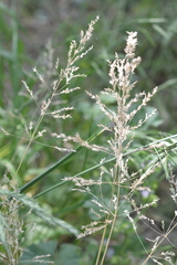 Poaceae