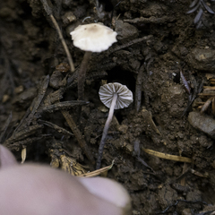 Paragymnopus sequoiae