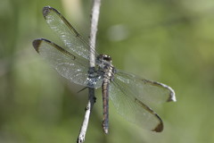 Libellula incesta