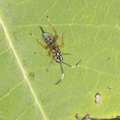 Lymeon orbus