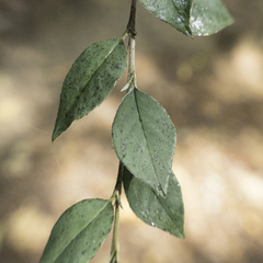 Cotoneaster pannosus