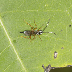 Lymeon orbus