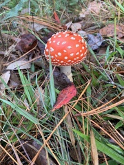 Amanita