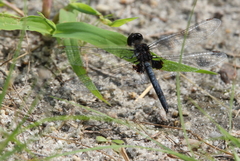 Celithemis martha