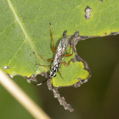 Lymeon orbus