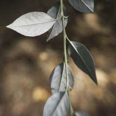 Cotoneaster pannosus
