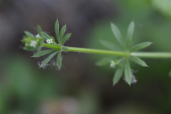 Galium aparine