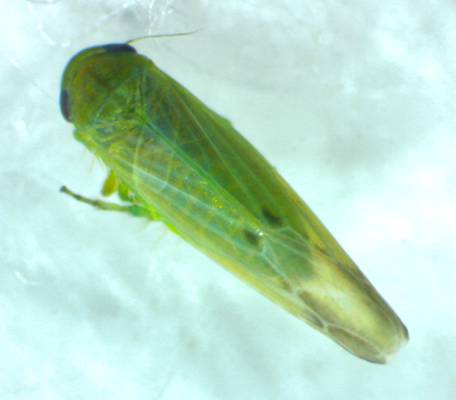 Sugarcane planthopper