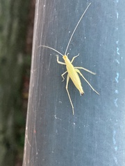 Oecanthus niveus