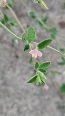 Acmispon americanus