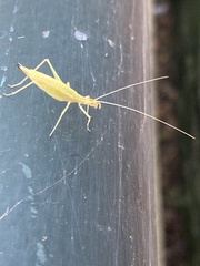 Oecanthus niveus