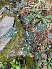 Hypoestes phyllostachya image