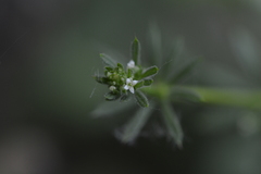 Galium aparine