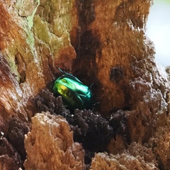 Protaetia speciosissima