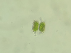 Staurastrum vestitum